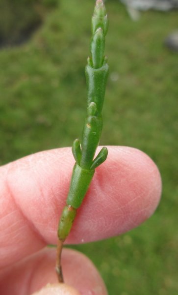 SALICORNIA  EUROPAEA  SEA  GLASSWORT 05-07-2022 14-25-06.JPG