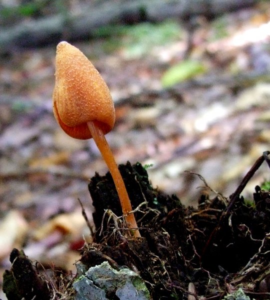 Salmon Unicorn 1 Entoloma.jpg