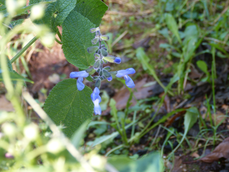 Salvia 2.JPG