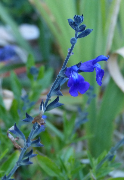 Salvia 2.JPG