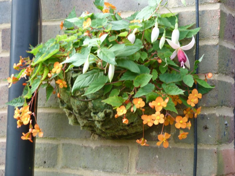 Salvia Amistad and wall basket 21 August 2012 003.JPG