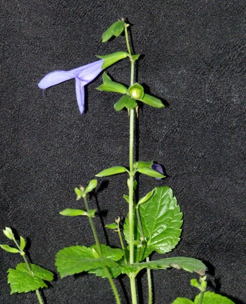 Salvia Amistad in bathroom.jpg