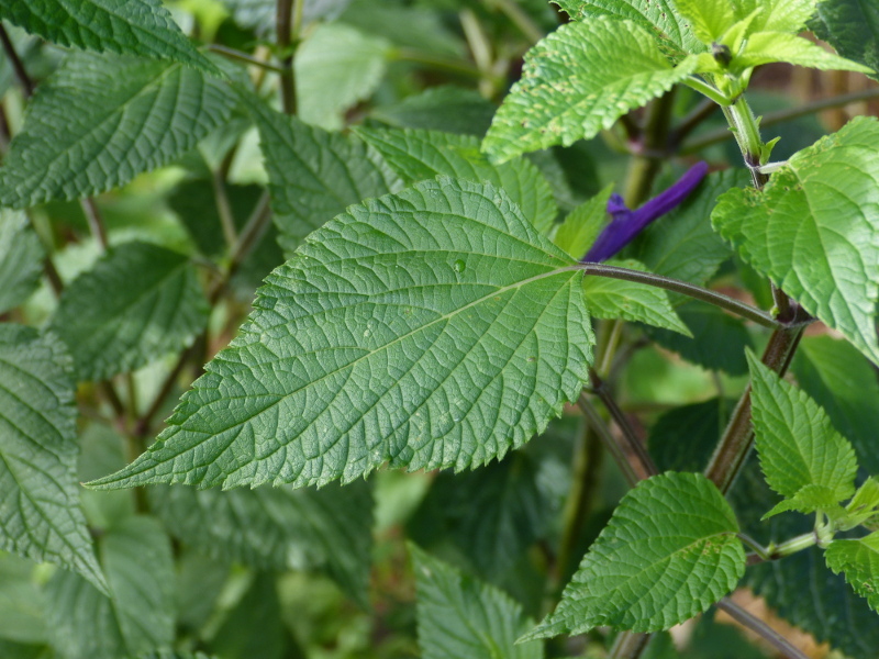 Salvia Amistad leaf.JPG