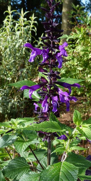 Salvia Amistad spike.JPG