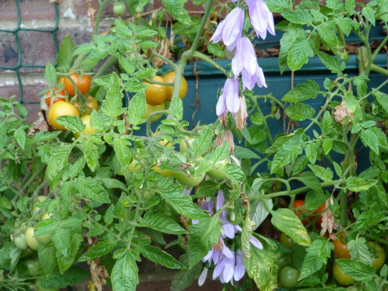 Salvia and toms today 28 July 2012 001.JPG