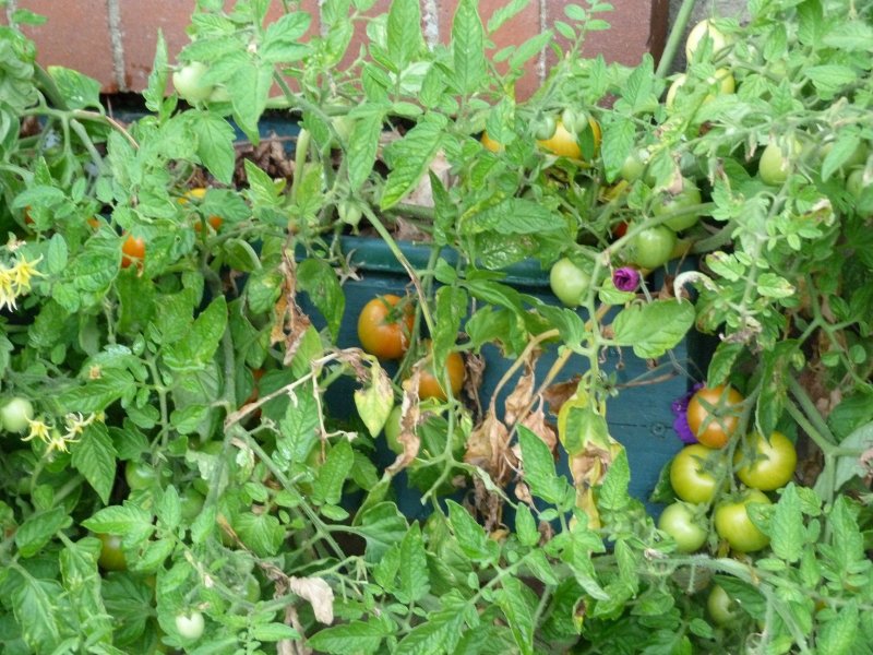 Salvia and toms today 28 July 2012 002.JPG