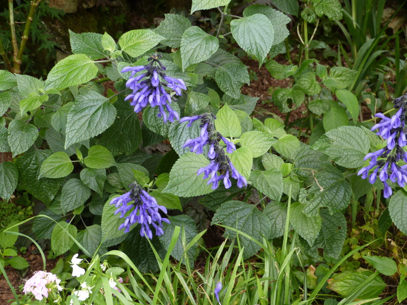 Salvia Black and Blue 2017.JPG