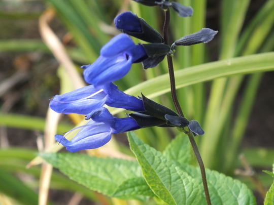 salvia black and blue.jpg