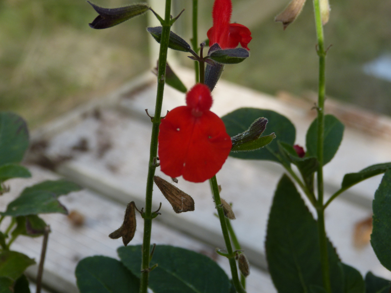 Salvia blepharophylla.JPG