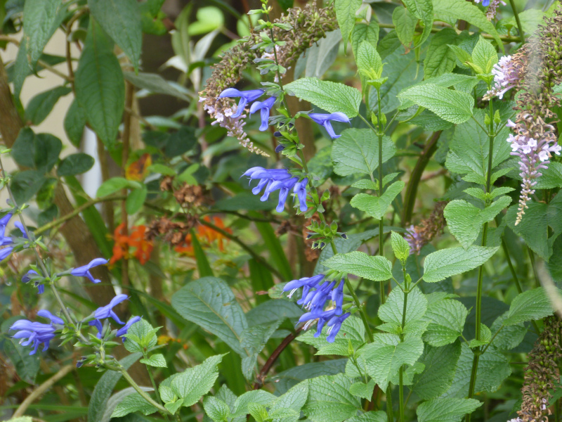 Salvia blue.JPG