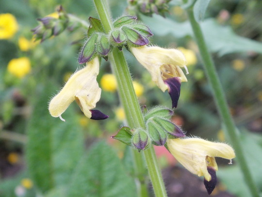 salvia bulleyana.jpg