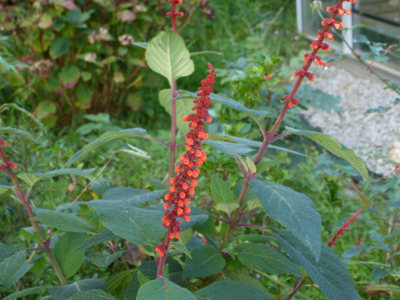 Salvia conferiflora.JPG