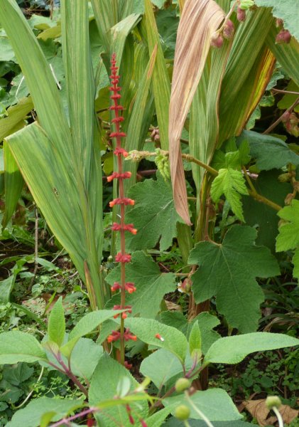 Salvia confertiflora 1.JPG