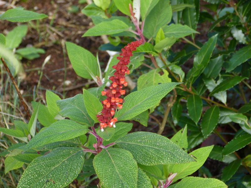 Salvia confertiflora 2.JPG