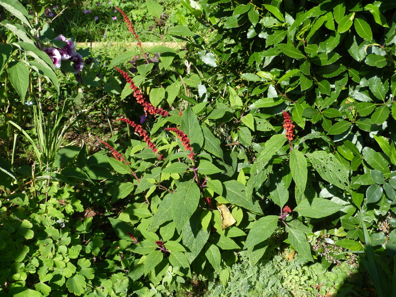 Salvia confertiflora 2017.JPG