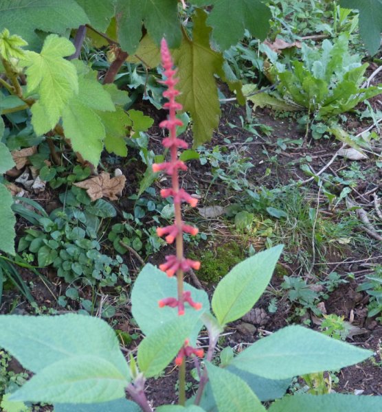 Salvia confertiflora.JPG