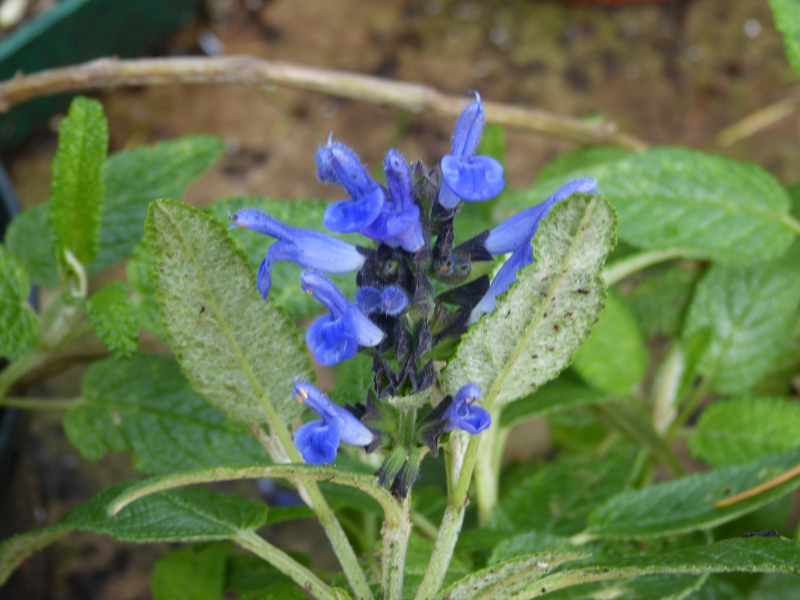 Salvia corrugata 2.JPG