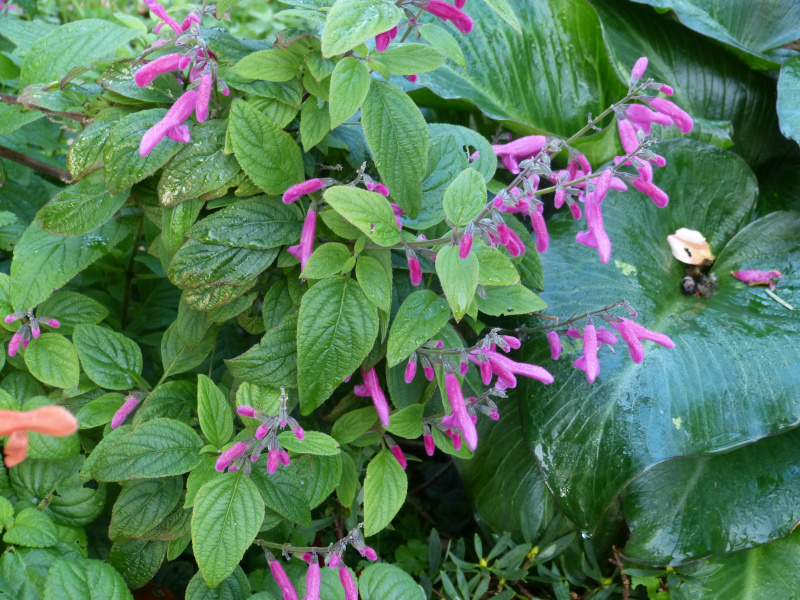 Salvia curviflora.JPG