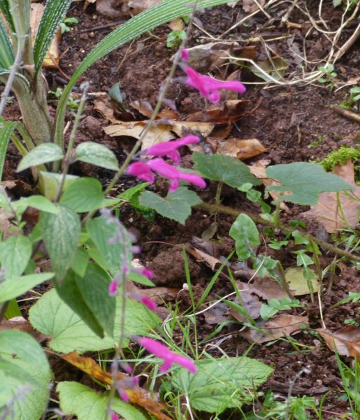 Salvia curviflora.JPG