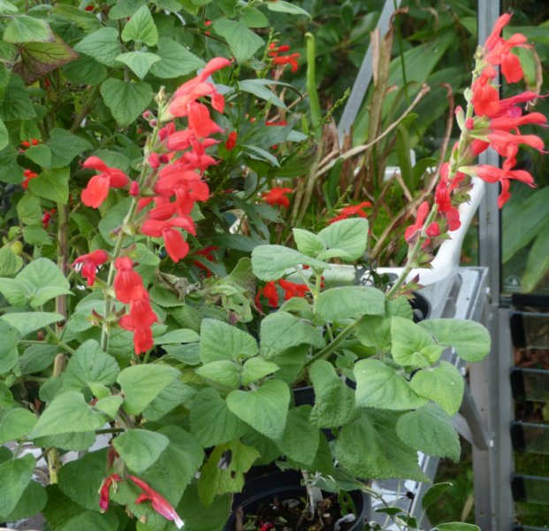 Salvia darcyii 4.JPG