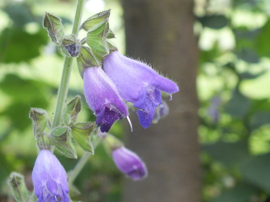 salvia dolichantha.jpg