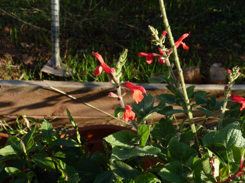 Salvia drcyii.JPG