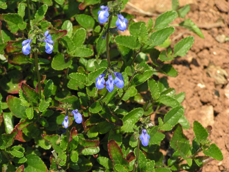 Salvia forreri.JPG