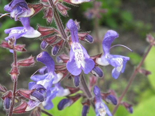 salvia forsskaolii.jpg