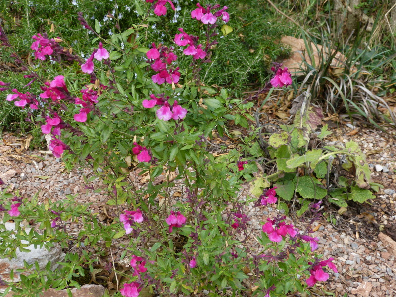 Salvia greggii Raspberry Ripple 1.JPG