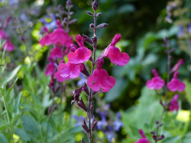 Salvia greggii Raspberry Ripple.JPG