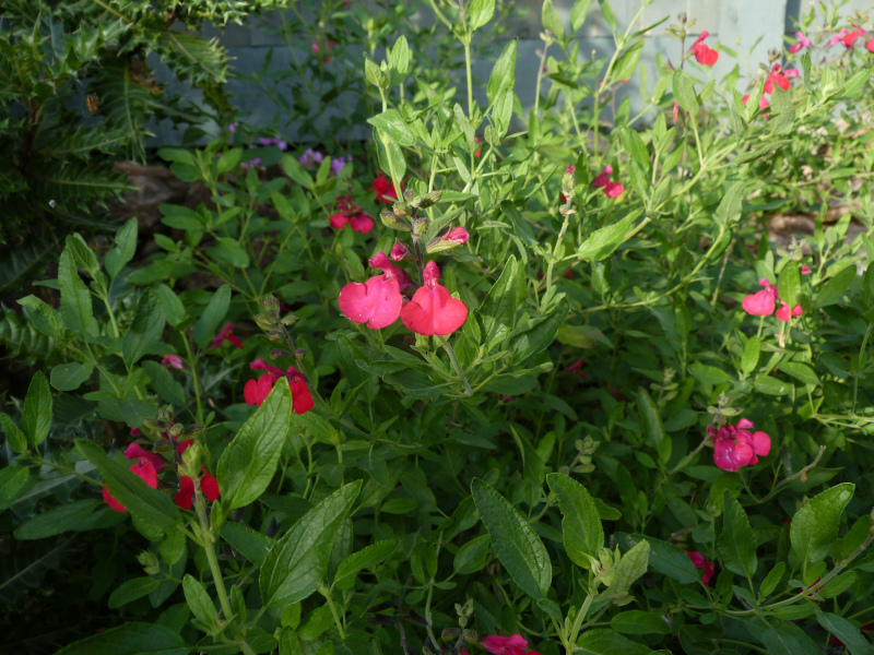 Salvia greggii seedling 1.JPG