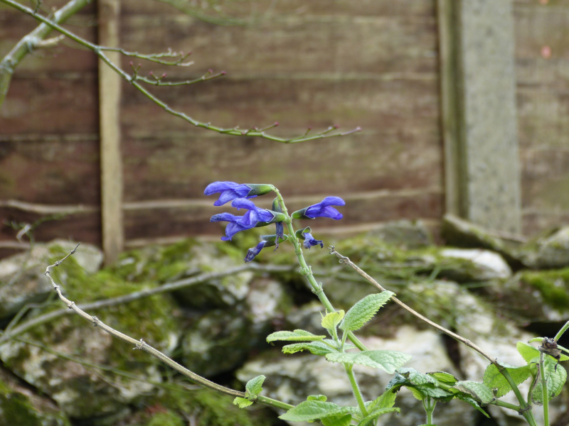 Salvia guaranatica Black and Blue.JPG