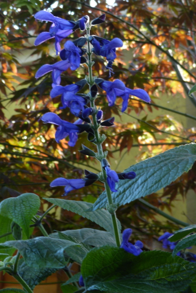 Salvia  guaranatica Blaclk and Blue.JPG