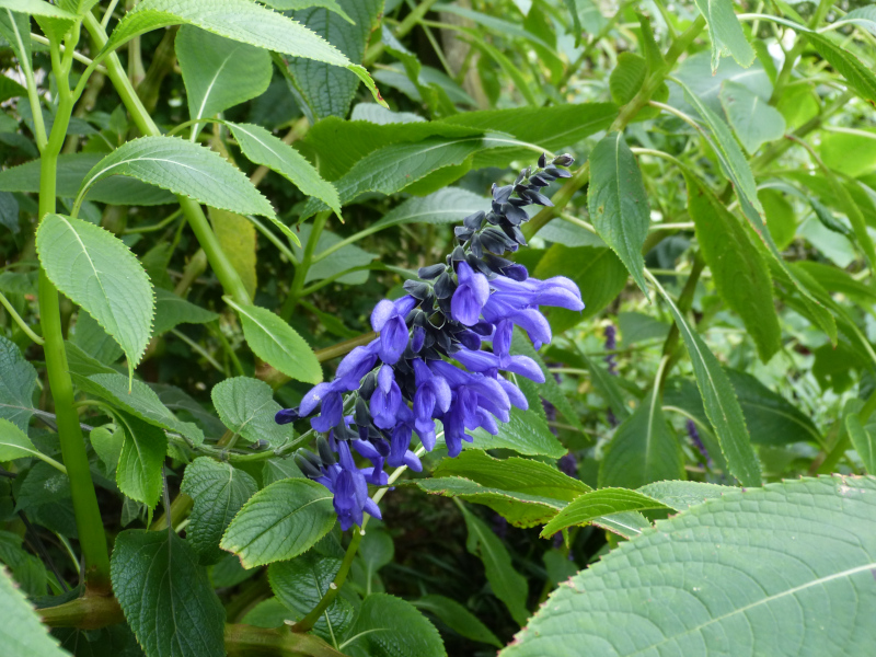 Salvia guaranitica Black and Blue 2.JPG