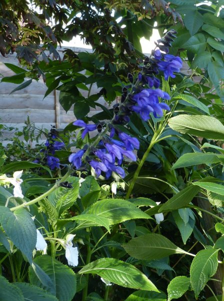 Salvia guaranitica Black and Blue 3.JPG