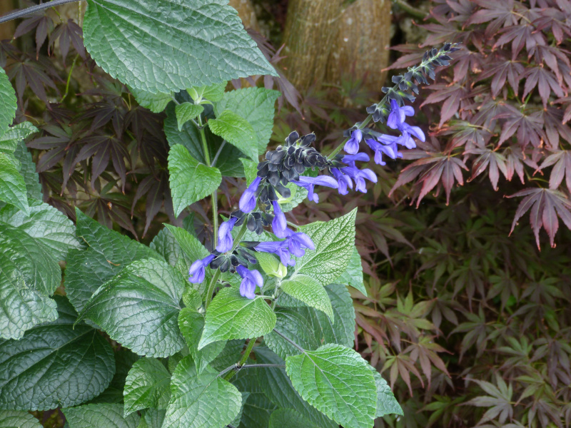 Salvia guaranitica Black and Blue.JPG