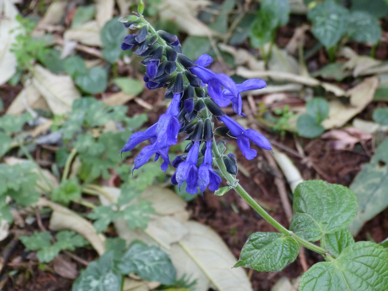 Salvia guaranitica Black and Blue.JPG