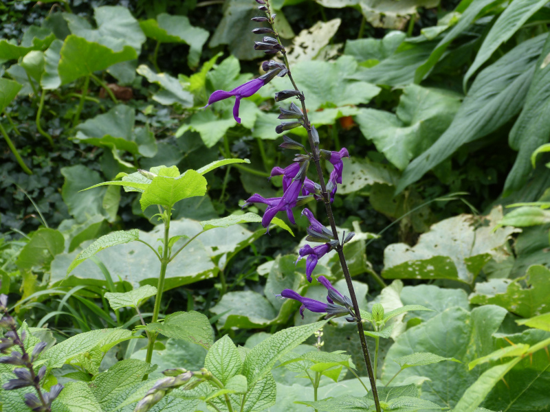 Salvia guaranitica Purple Majesty 2.JPG