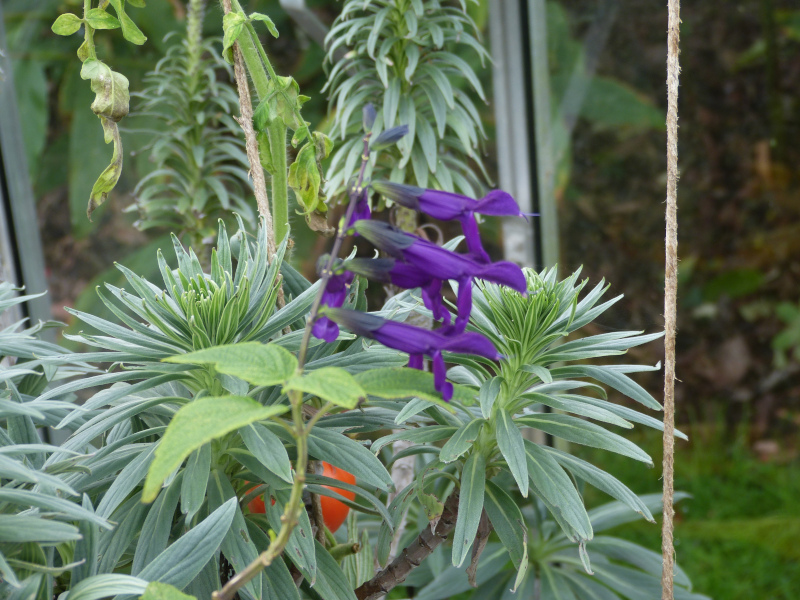 Salvia guaranitica Purple Majesty.JPG