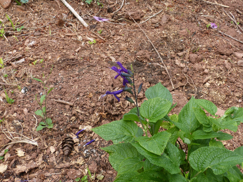 Salvia guaranitica Purple Majesty.JPG