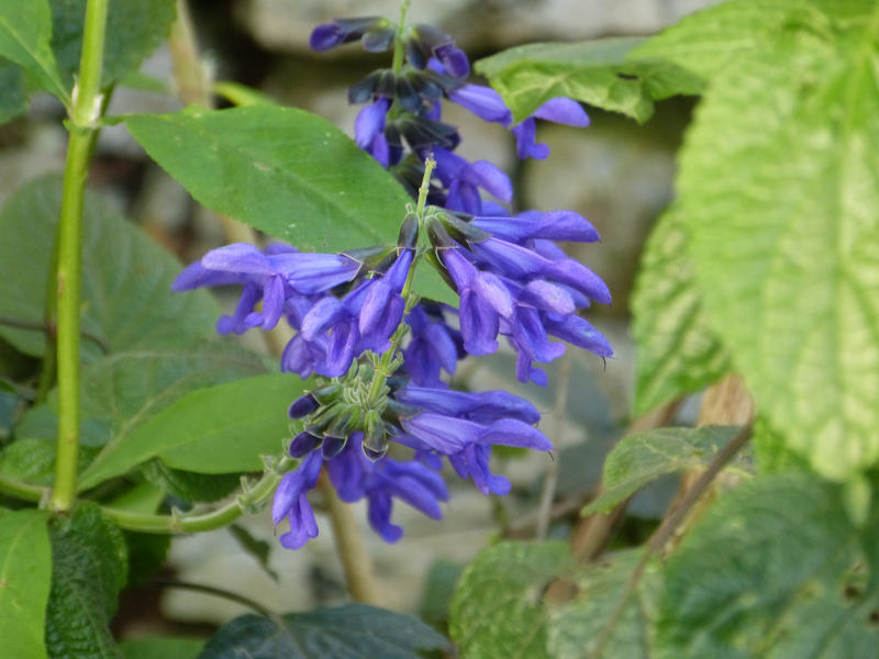 Salvia guarranitica Black and Blue 3.JPG