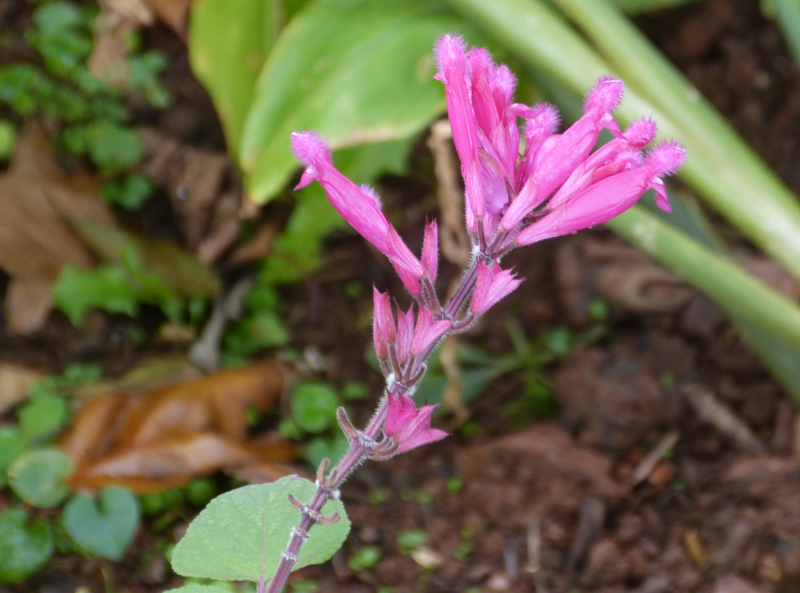 Salvia involuctra.JPG