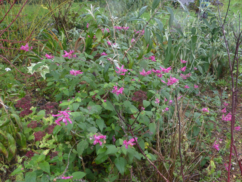 Salvia involuctra.JPG