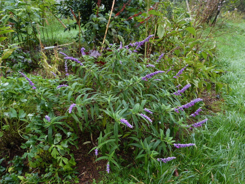 Salvia  leucantha.JPG