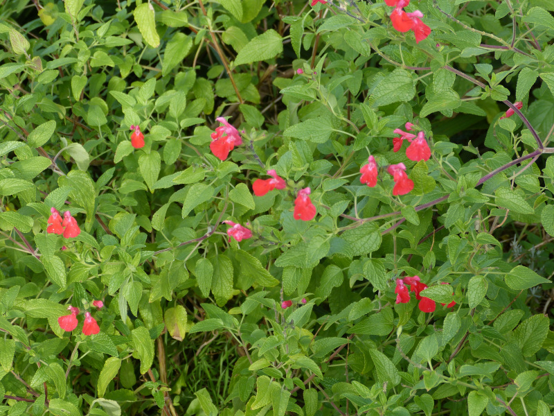 Salvia microphylla Kew Red.JPG