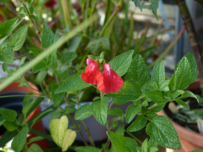 Salvia microphylla Kew Red.JPG