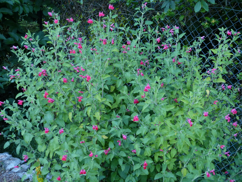 Salvia microphylla Kew Red.JPG