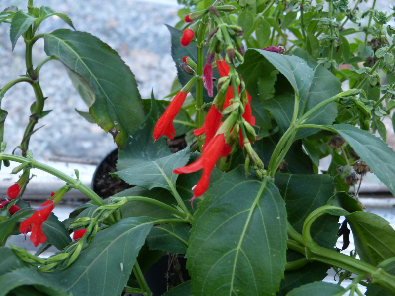 Salvia miniata.JPG