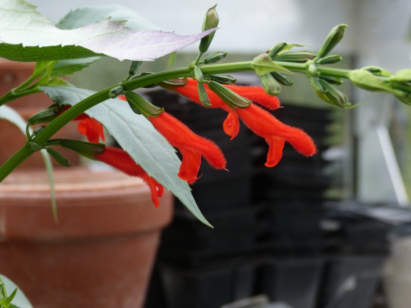 Salvia miniata.JPG