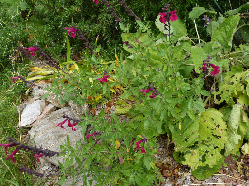 Salvia Raspberry Ripple.JPG